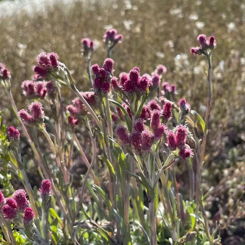 Katzenpfötchen 'Rubra' Rot