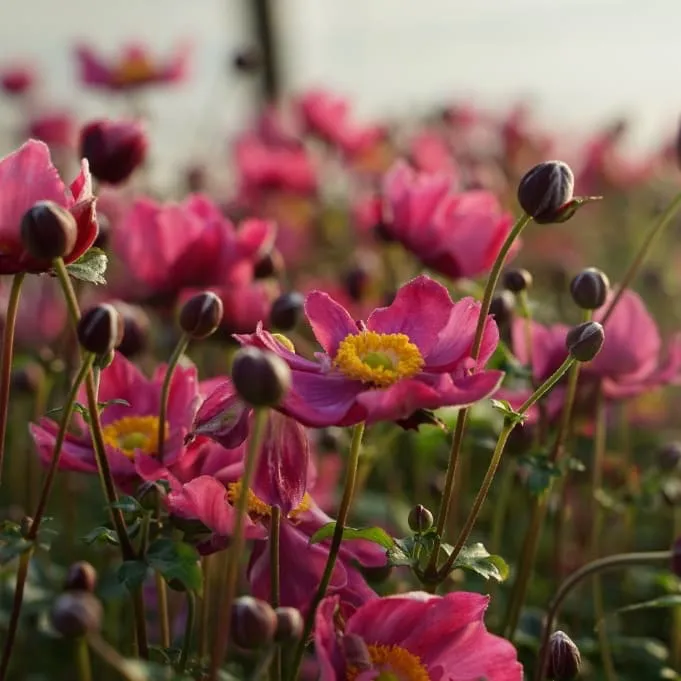 Herbst-Anemone 'Ariel'® Purpur