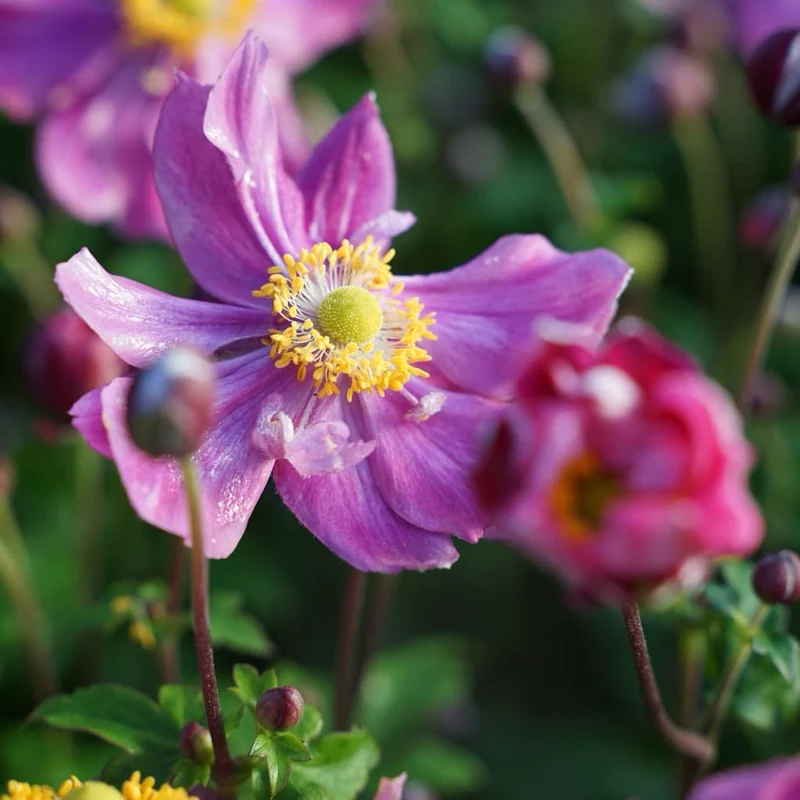 Herbst-Anemone 'Ariel'® Purpur