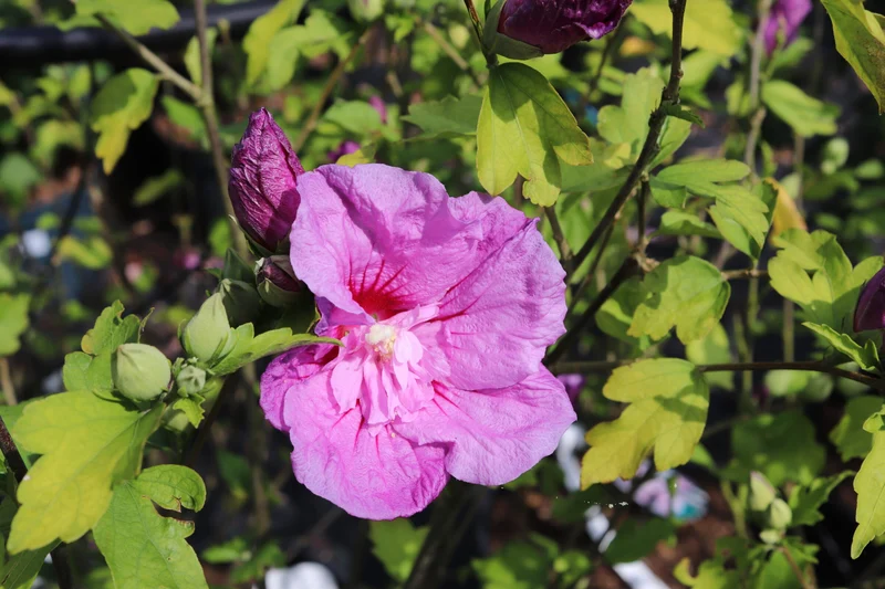 Eibischstrauch (Hibiscus syriacus 'Purple Chiffon')