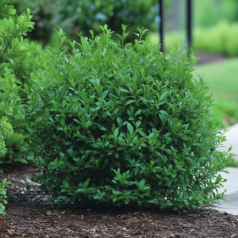 Inkberry Holly Seeds – Ilex glabra Hardy Evergreen Shrub for Year-Round Interest