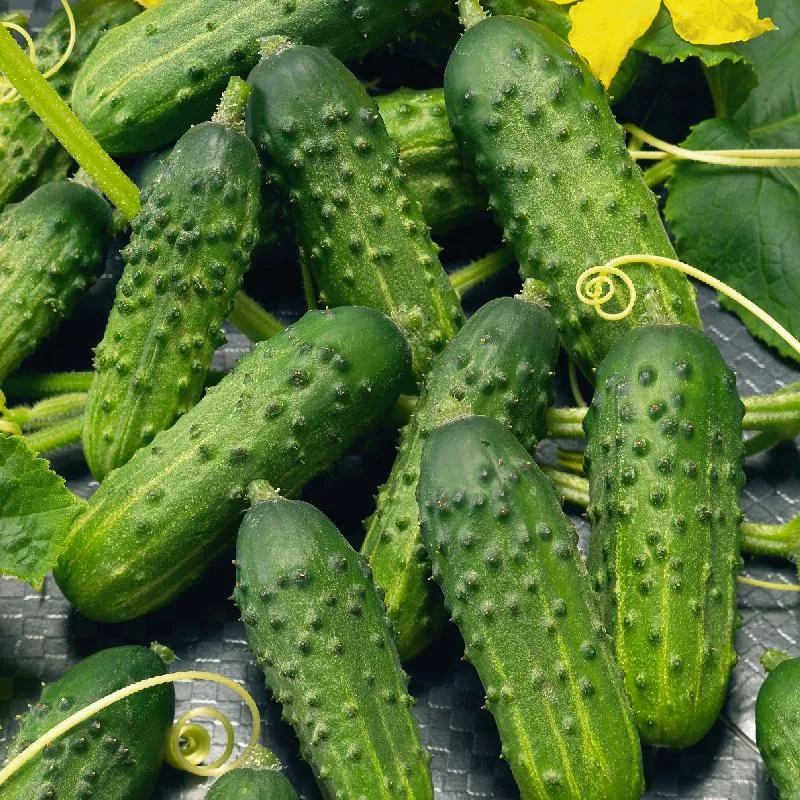Calypso Cucumber Seeds – High-Yield, Crisp & Disease-Resistant Variety