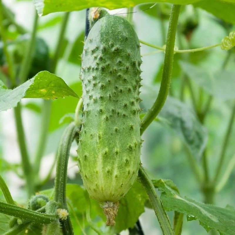 Boston Pickling Cucumber Seeds – Heirloom, High Yield, Crisp & Delicious