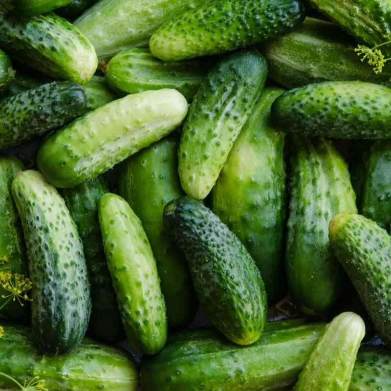 Boston Pickling Cucumber Seeds – Heirloom, High Yield, Crisp & Delicious