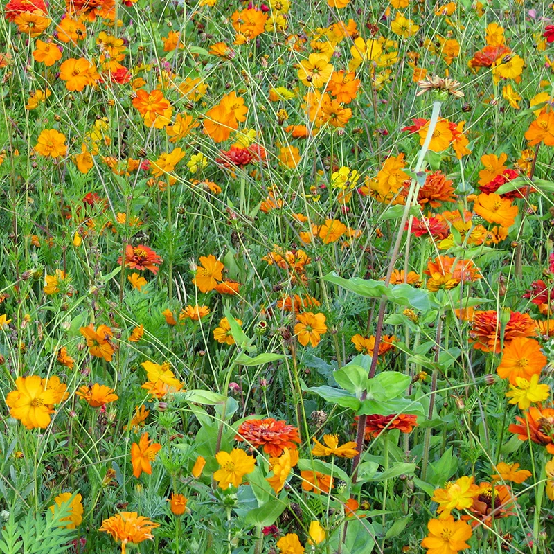 Blumenmischung - Orange Shades