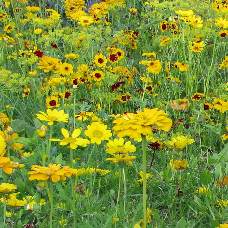 Blumenmischung - Yellow Shades