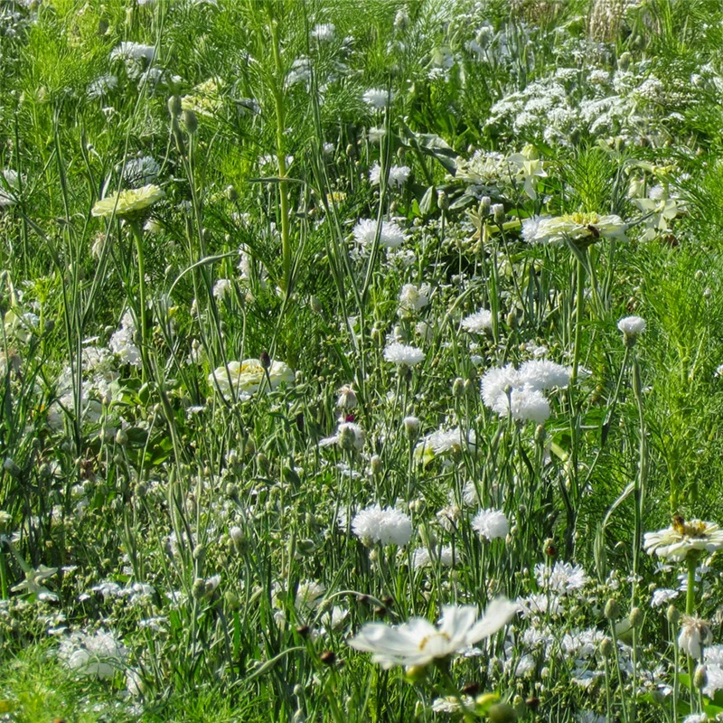 Blumenmischung - White Shades