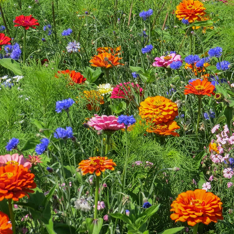 Blumenmischung - Plukpret