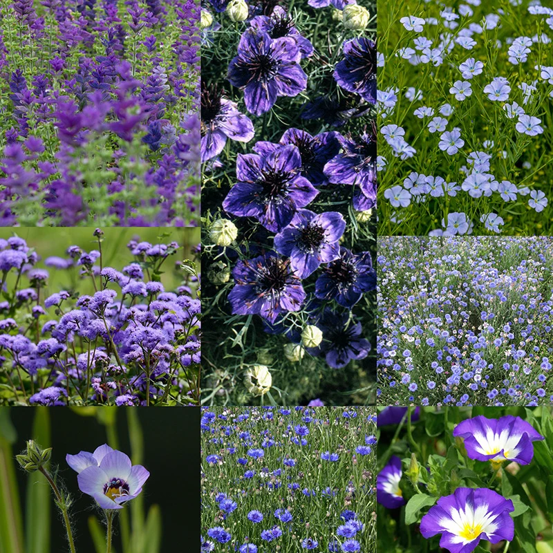 Blumenmischung - Blue Shades