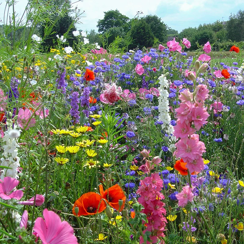 Blumenmischung - Festival des Fleurs