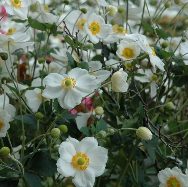 Herbst-Anemone 'Honorine Jobert' Weiß