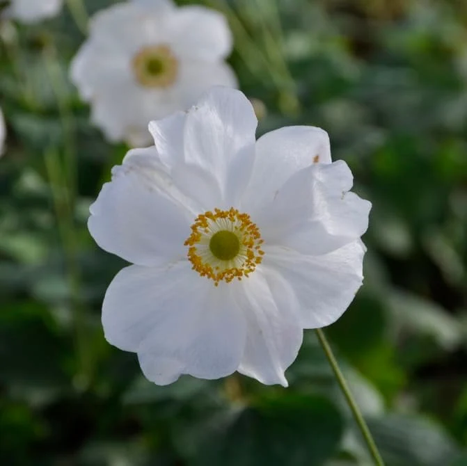 Herbst-Anemone 'Honorine Jobert' Weiß