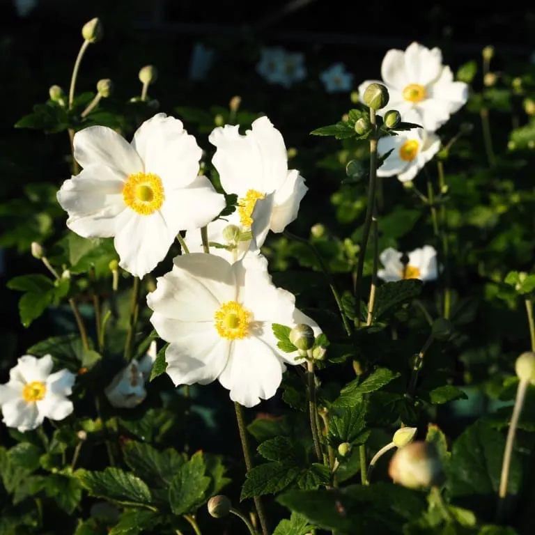 Herbst-Anemone 'Honorine Jobert' Weiß