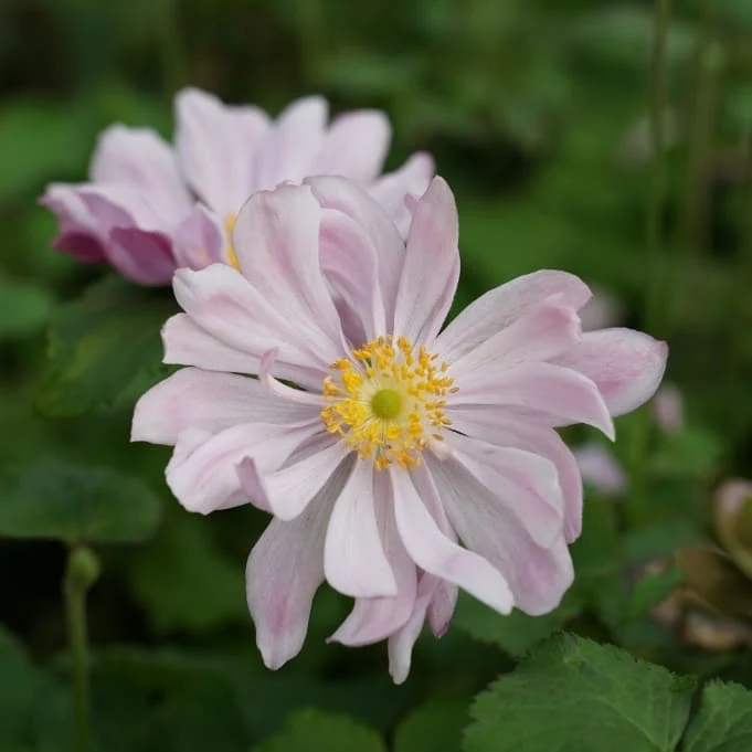 Herbst-Anemone 'Königin Charlotte' Rosa