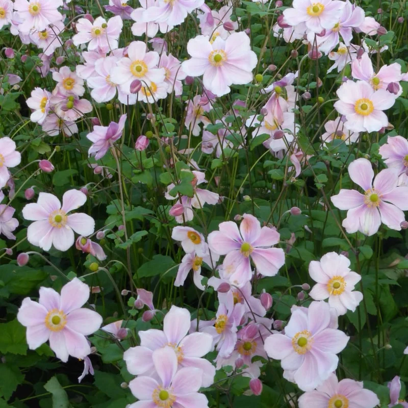 Herbst-Anemone 'Königin Charlotte' Rosa