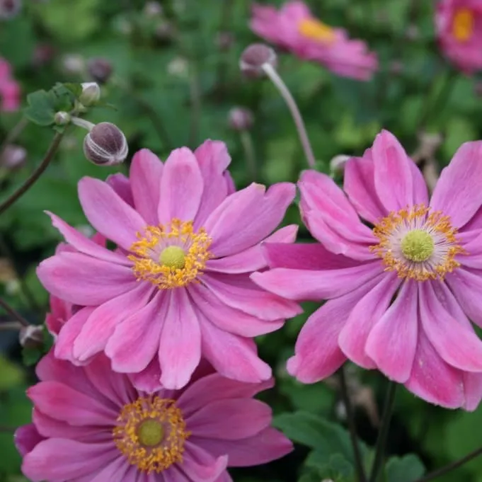 Herbst-Anemone 'Pamina' Rosa