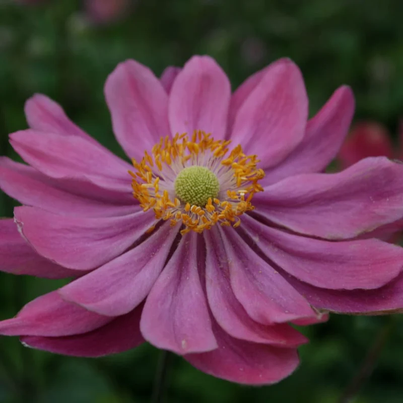 Herbst-Anemone 'Pamina' Rosa