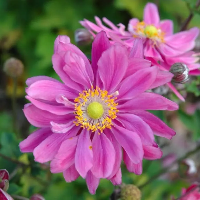 Herbst-Anemone 'Pamina' Rosa