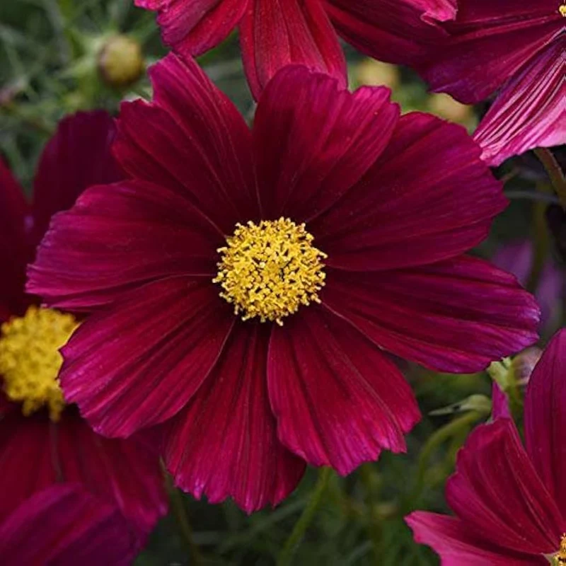 Magenta Cosmos Flower Seeds ,Bold & Striking Blooms for Your Garden