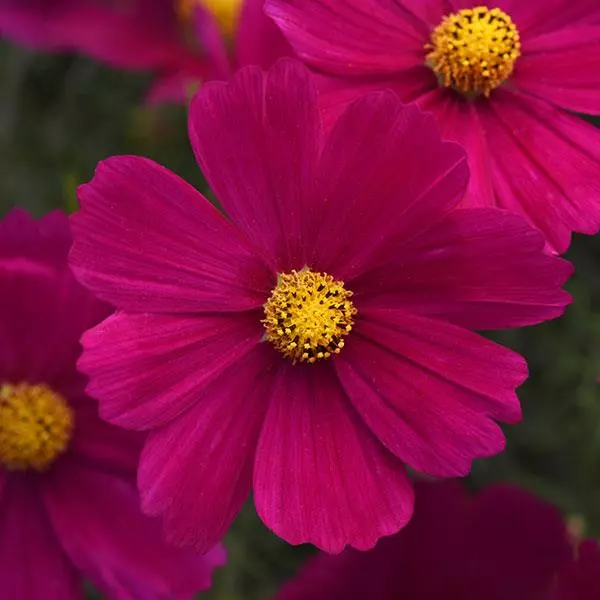 Magenta Cosmos Flower Seeds ,Bold & Striking Blooms for Your Garden