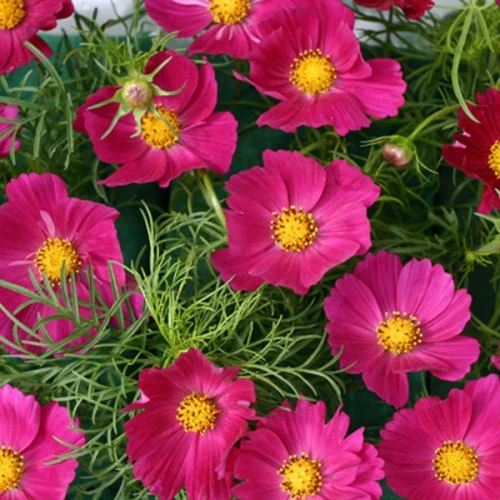 Bright Pink Cosmos Flower Seeds , Vibrant & Eye-Catching Garden Blooms