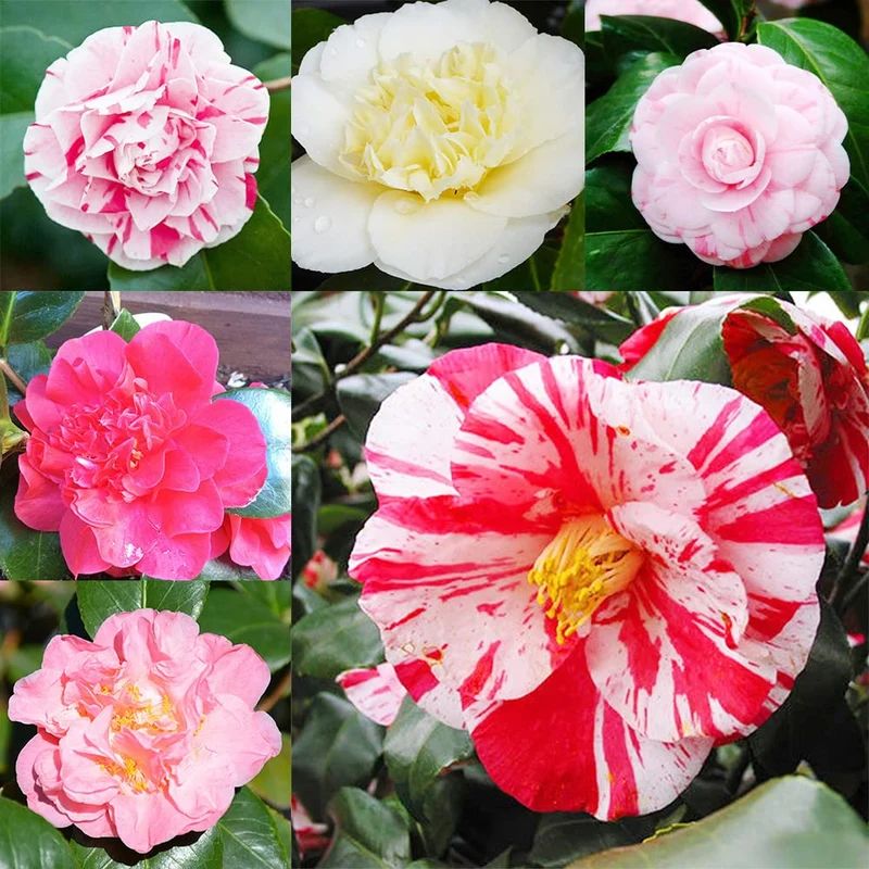 Mixed Camellia Seeds, Cultivate a Stunning Variety of Elegant Blooms