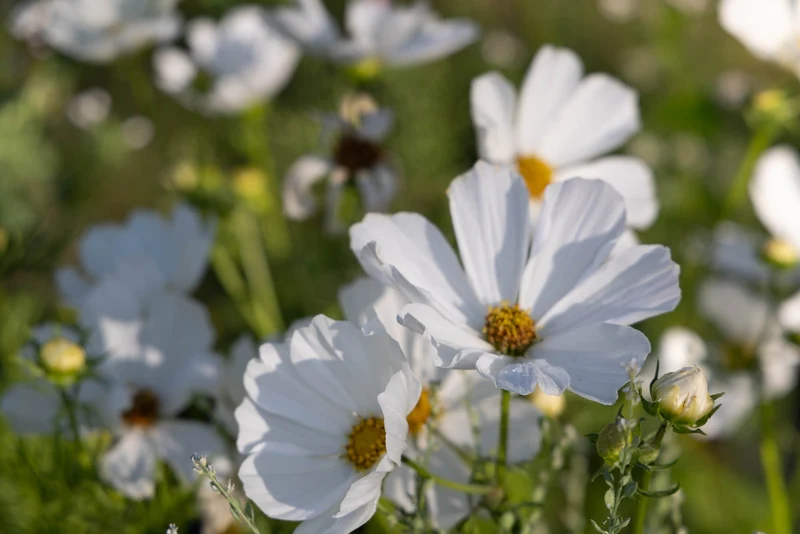 Pure White Cosmos Flower Seeds , Elegant Blooms for Your Garden