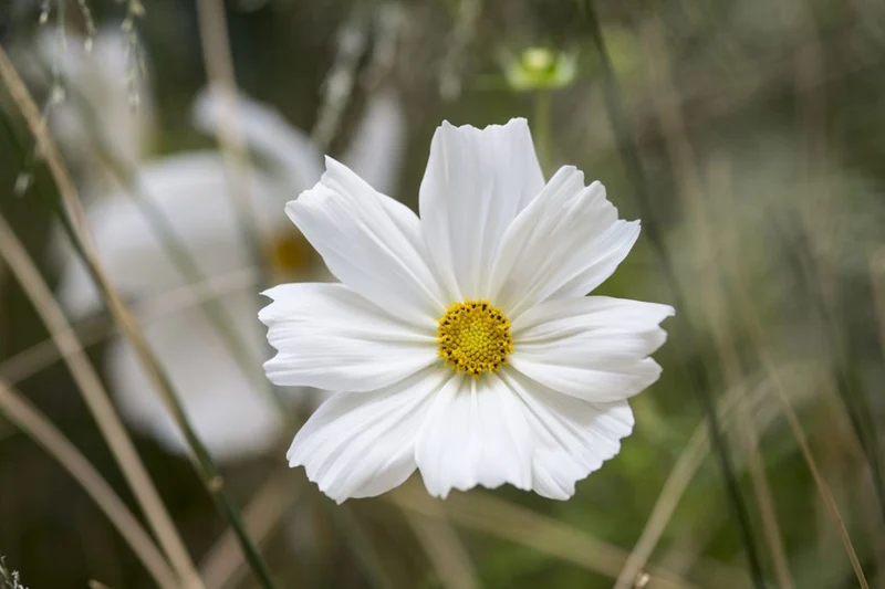 Pure White Cosmos Flower Seeds , Elegant Blooms for Your Garden