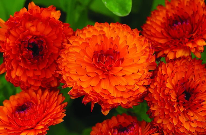 Bicolor Red & Yellow Calendula Flower Seeds,Vibrant Blooms, Non-GMO