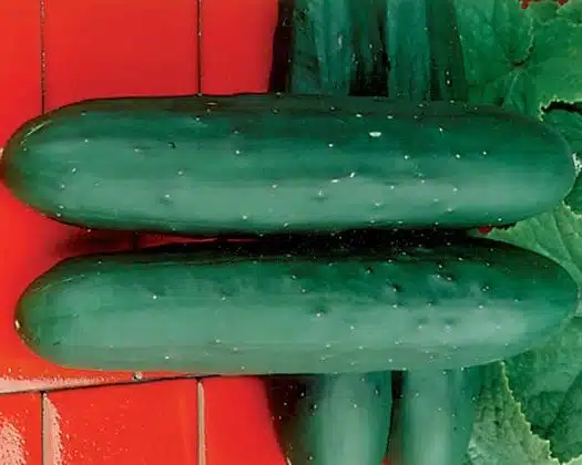 Dasher II Cucumber Seeds – High-Yield, Disease-Resistant Hybrid