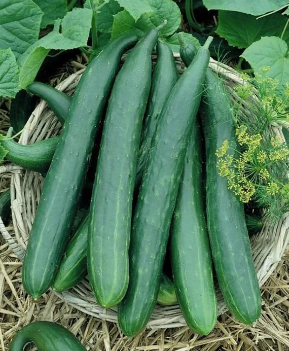 Long Green Improved Cucumber Seeds – Heirloom, High Yield, Crisp & Delicious