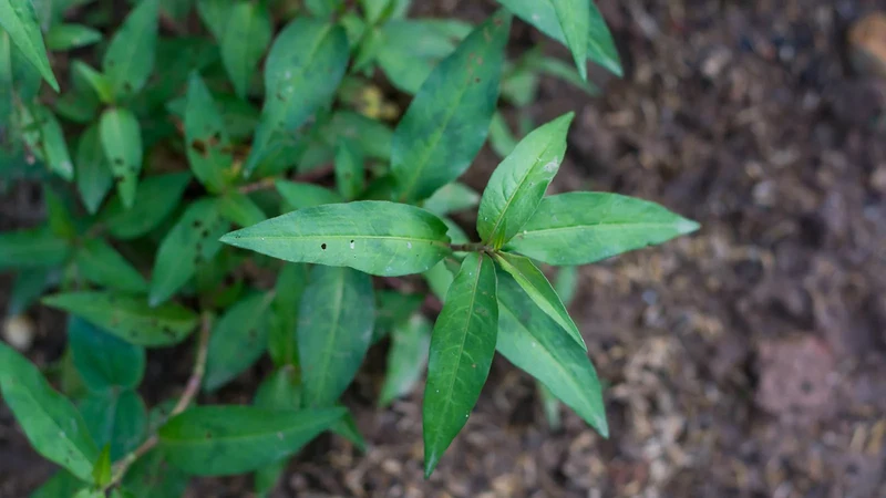 Moroccan Cilantro Seeds – Aromatic, Fast-Growing Heirloom Variety