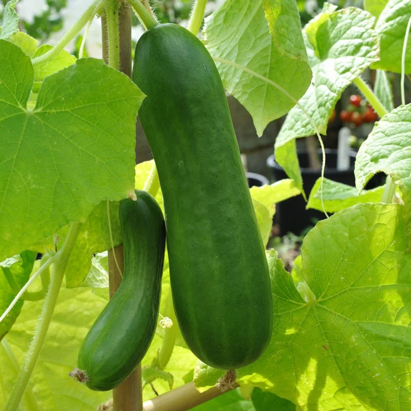 Diva Cucumber Seeds – High-Yield, Burpless & Sweet