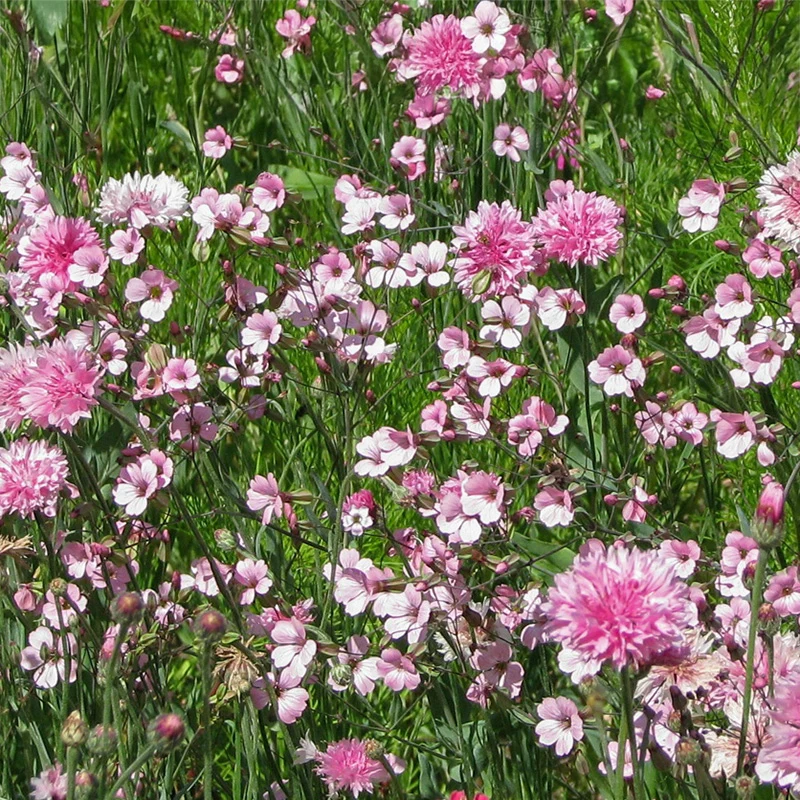 Blumenmischung - Pink Shades