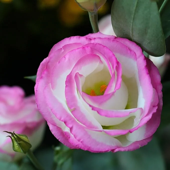 Pink and White Lisianthus Seeds for Planting – Eustoma Grandiflorum Blooms for Elegant Garden Borders, Pots & Floral Arrangements