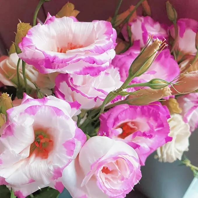 Pink and White Lisianthus Seeds for Planting – Eustoma Grandiflorum Blooms for Elegant Garden Borders, Pots & Floral Arrangements