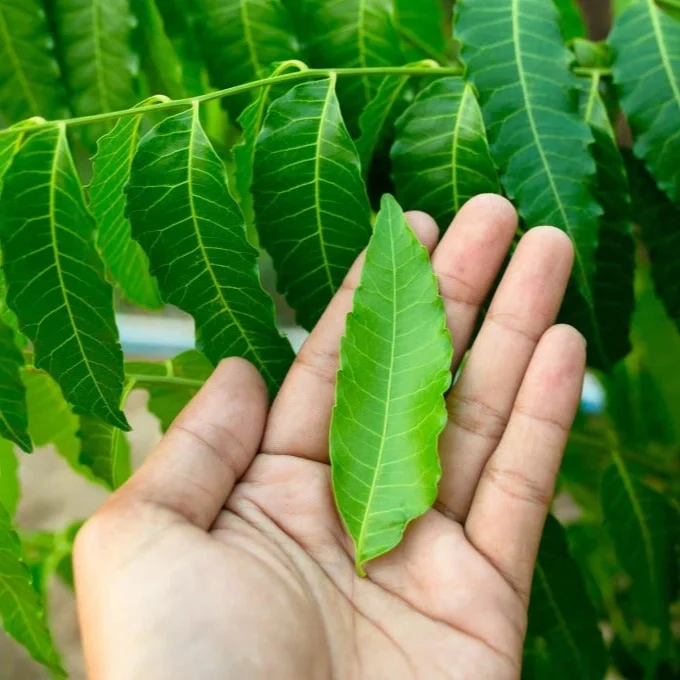 Neem Seeds (Azadirachta Indica) Seeds – Grow a Versatile, Beneficial, and Hardy Tree for Home and Garden
