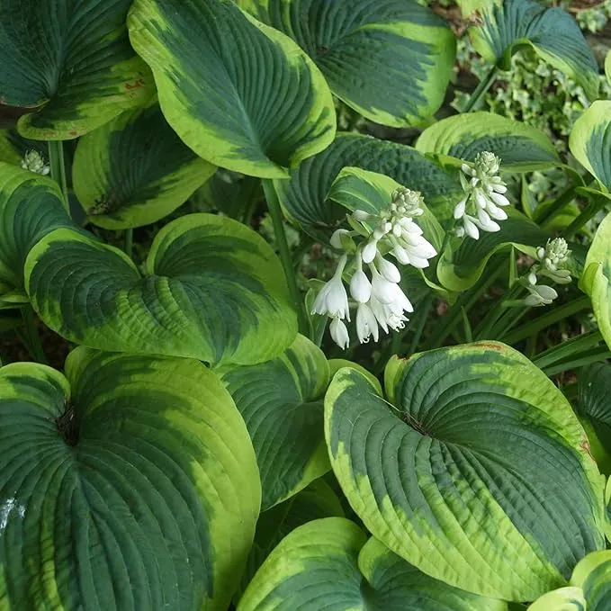 Earth Angel Hosta Seeds – Perennial Green Foliage for Shaded Gardens