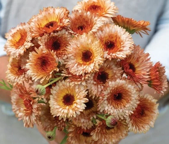 Copper Bronze Calendula Flower Seeds, Unique Blooms, Non-GMO