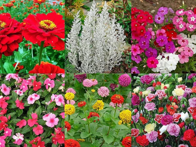 Indian Summer Flower Seeds – Vibrant, Long-Lasting Blooms for Home & Garden