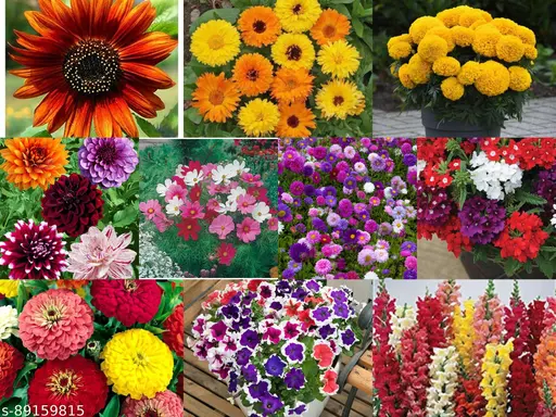Indian Summer Flower Seeds – Vibrant, Long-Lasting Blooms for Home & Garden