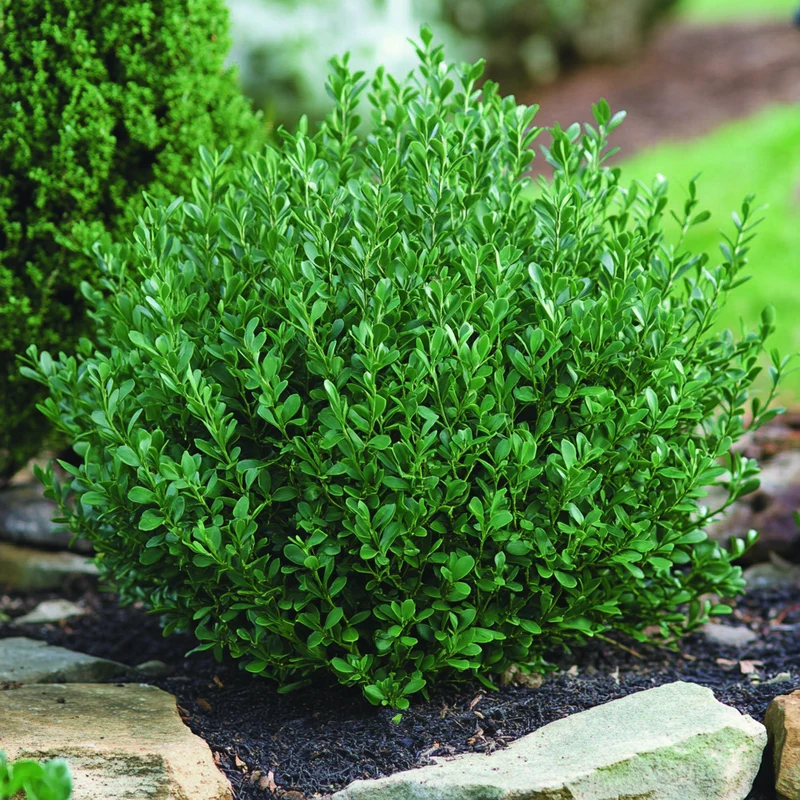 Northern Charm Boxwood Seeds – Cold-Hardy Evergreen Shrub for Year-Round Beauty