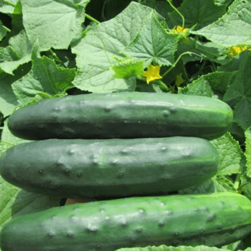 Marketmore 76 Cucumber Seeds – High-Yield, Heirloom, Crisp & Disease-Resistant