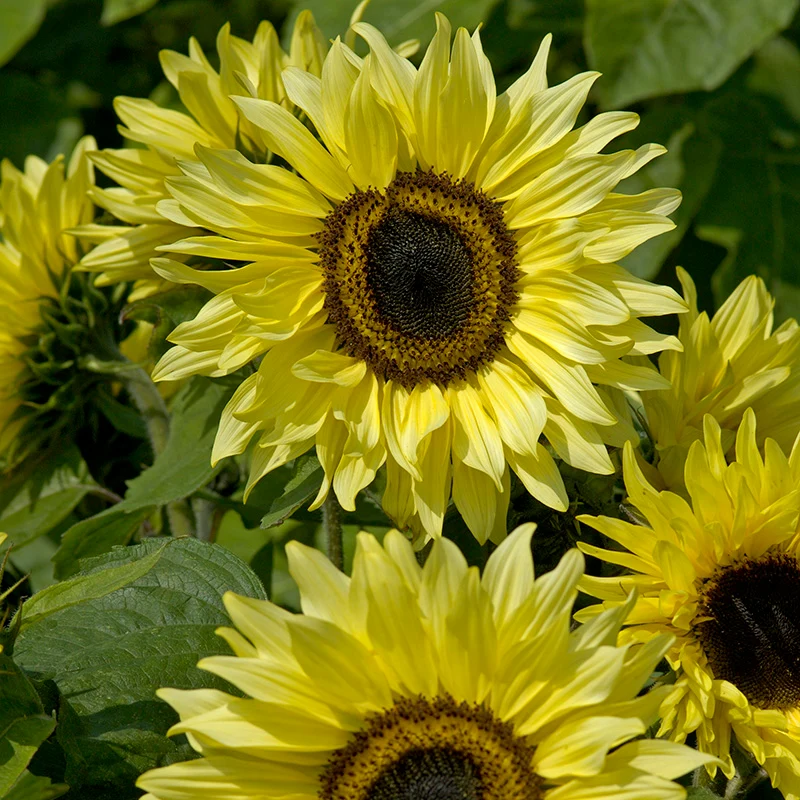 Sonnenblume - Garden Statement