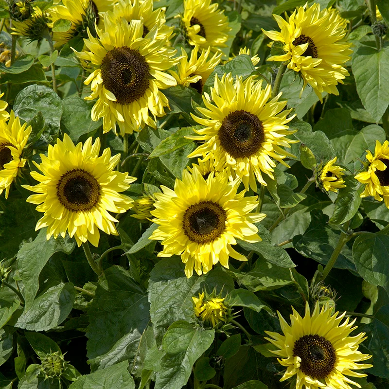 Sonnenblume - Garden Statement