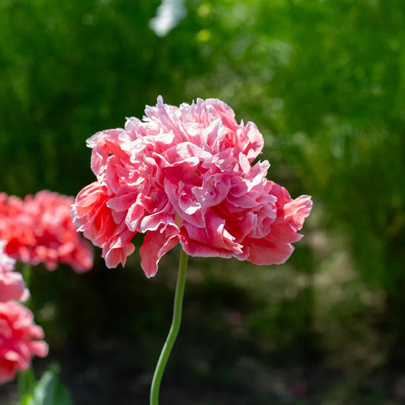 Papaver somniferum - Mohn - Frosted Salmon Peony