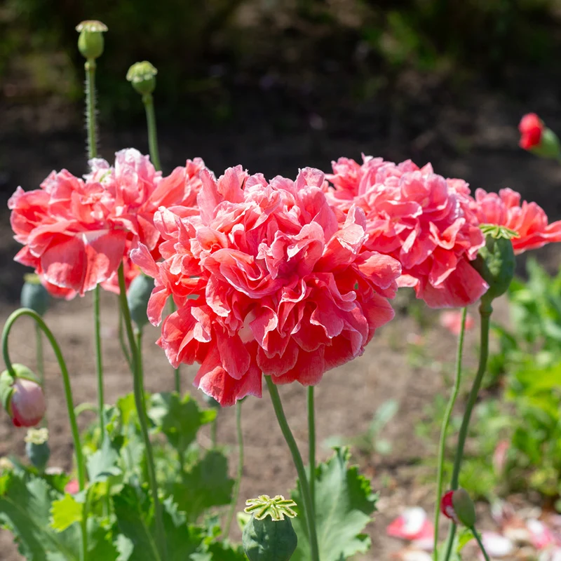 Papaver somniferum - Mohn - Frosted Salmon Peony