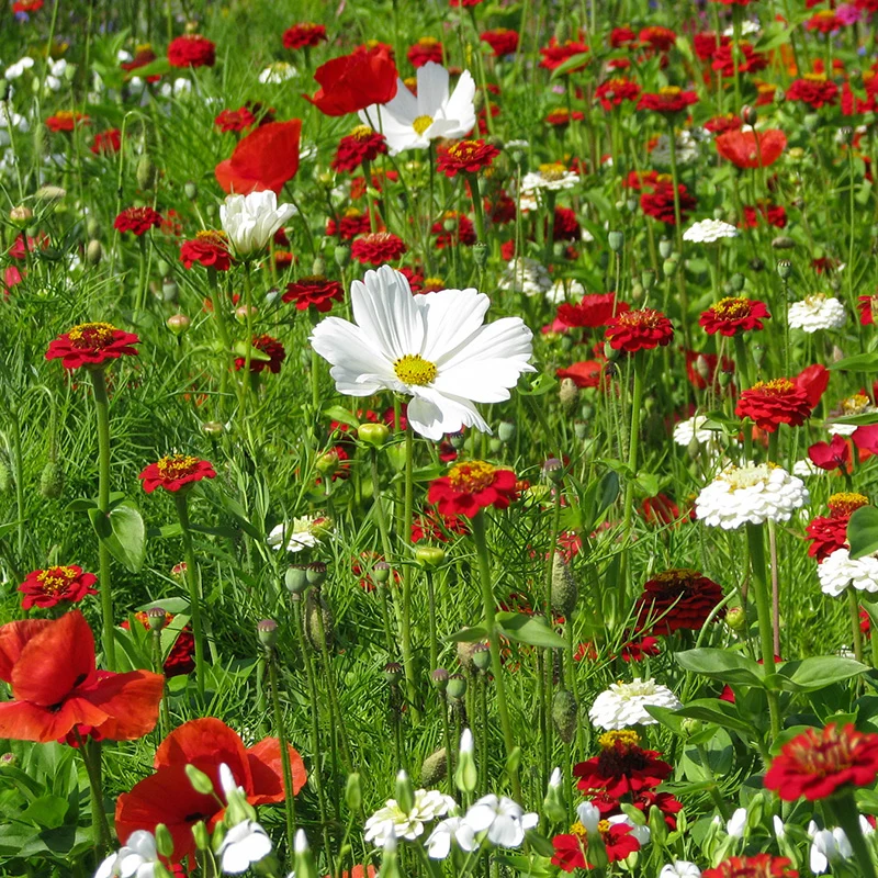 Blumenmischung - Erdbeer-Vanille