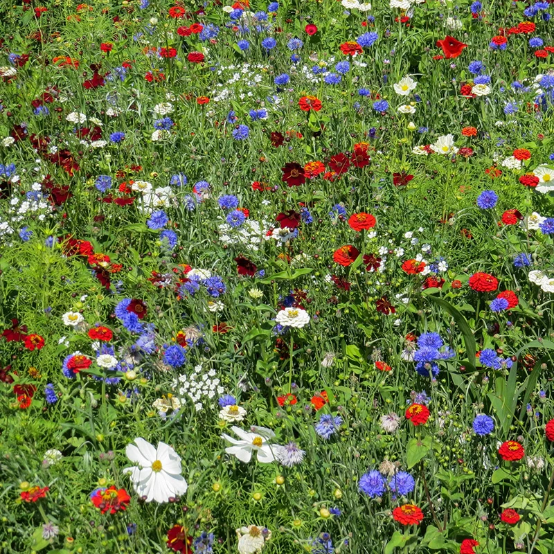 Blumenmischung - Color Pop NL