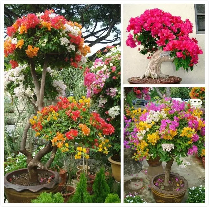 Mixed Colors Bougainvillea Seeds, Vibrant Climbing Blooms for Stunning Garden Displays